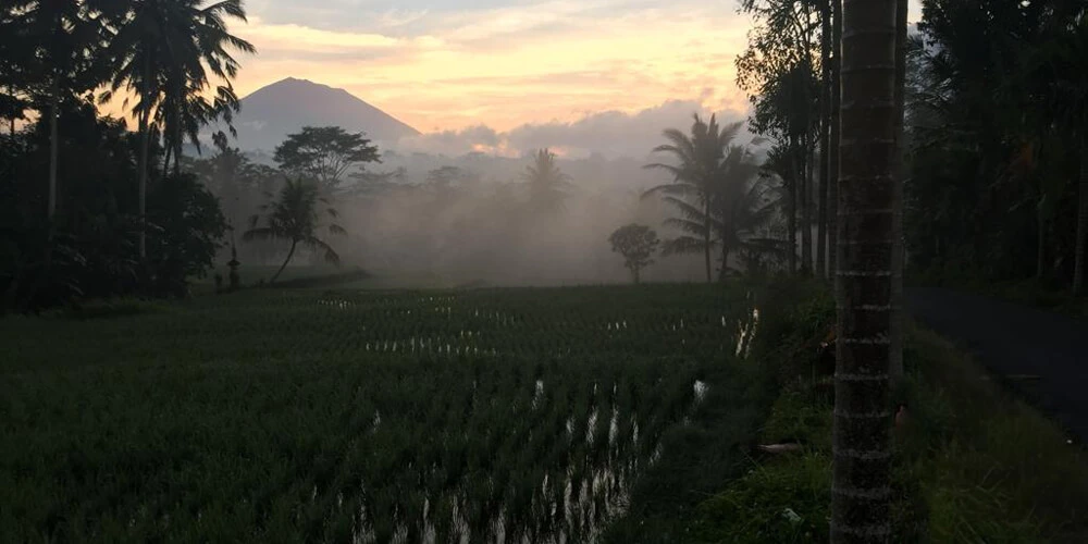 Pola ryżowe na Bali